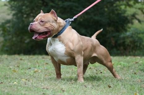 pitbull-1255509-465x309.jpg